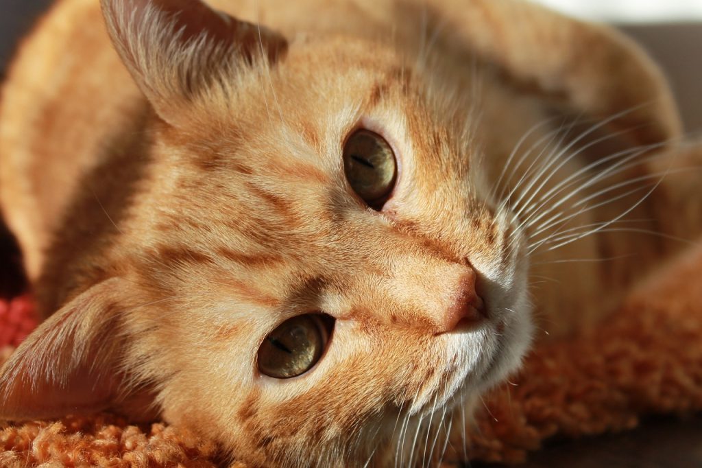cat, nature, face-636172.jpg