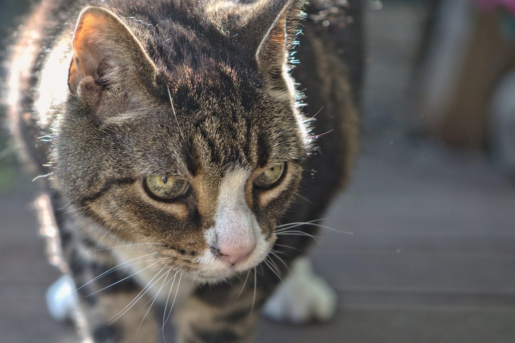 cat, pet, domestic animal-5343570.jpg