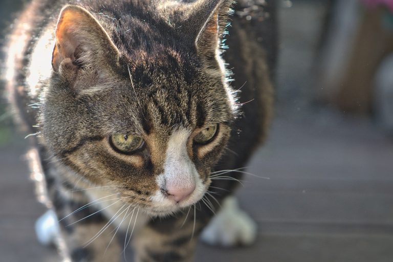 cat, pet, domestic animal-5343570.jpg