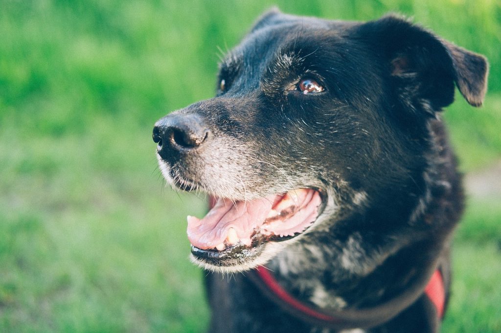 dog, domestic animal, animal-2554559.jpg