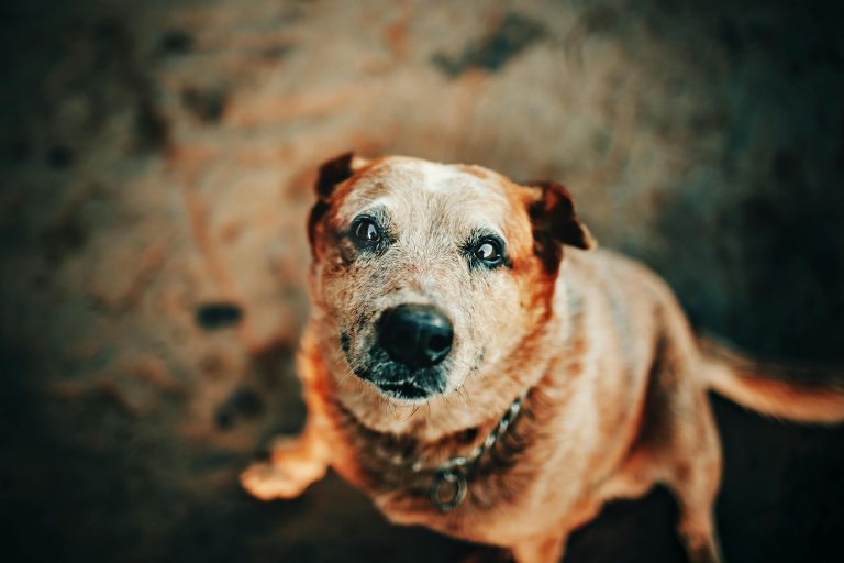 pexels-wildlittlethingsphoto-2027104